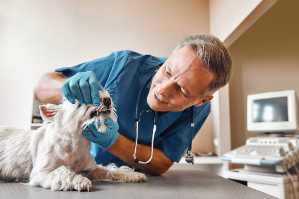 Best 24-Hour Emergency Dentist in Elkhart Lake, WI